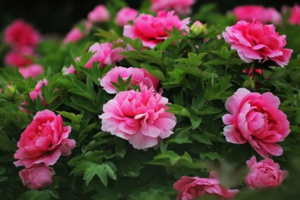 春天最大气的花,开出第一朵,就惊艳全场! 春天最大气的花,开出第一朵,就惊艳全场!