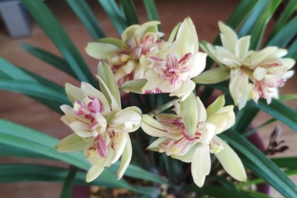 6种兰花,一开花香飘满屋,越养越值钱! 6种兰花,一开花香飘满屋,越养越值钱!