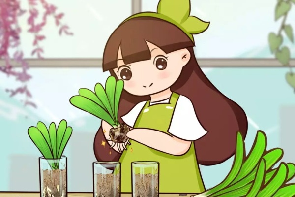花烂根了别丢,塑料袋里捂一捂,大白根立马蹭蹭冒! 花烂根了别丢,塑料袋里捂一捂,大白根立马蹭蹭冒!