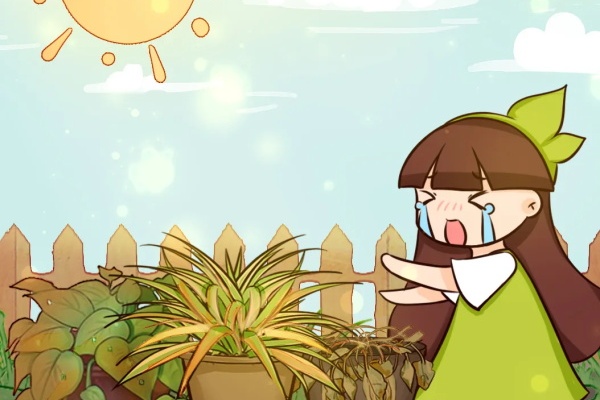 10种花,春天不能晒,躲屋里最安全! 10种花,春天不能晒,躲屋里最安全!