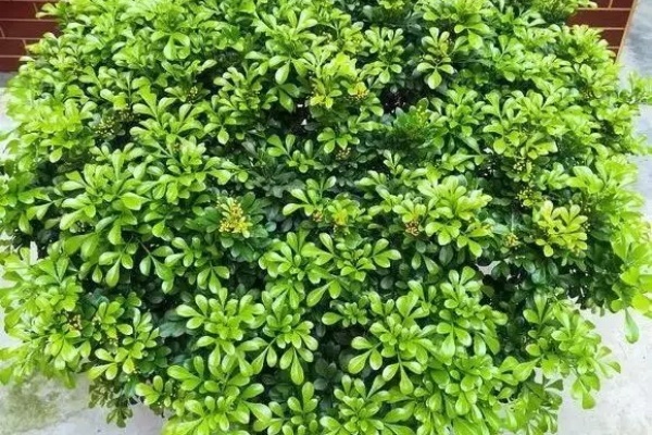 米兰春天这么养,疯狂冒新叶,开花香又多! 米兰春天这么养,疯狂冒新叶,开花香又多!