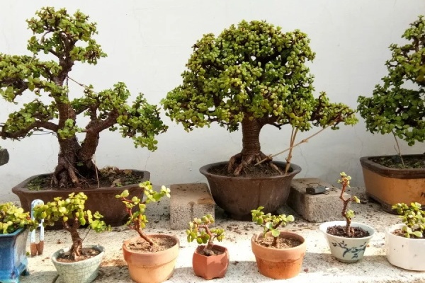 这花不能长太高,越矮越值钱,一长高就砍! 这花不能长太高,越矮越值钱,一长高就砍!