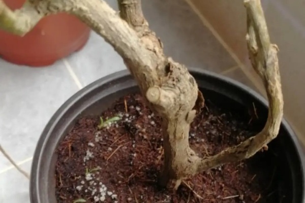 花盆里出现这个,抓紧换盆,不然一浇水就死翘翘! 花盆里出现这个,抓紧换盆,不然一浇水就死翘翘!