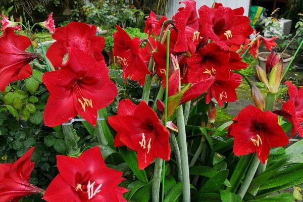这花赶紧换盆,土都吃完了,再不换就饿死! 这花赶紧换盆,土都吃完了,再不换就饿死!