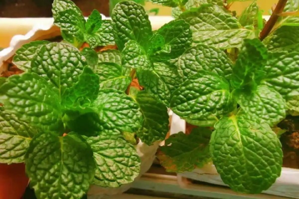6种吃虫子的花,家里养1盆,虫子都被吓跑了! 6种吃虫子的花,家里养1盆,虫子都被吓跑了!