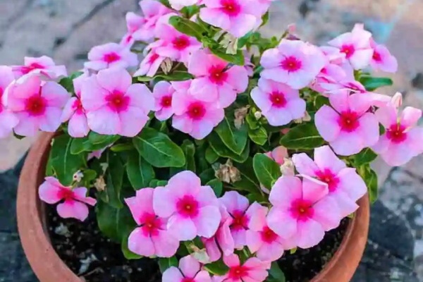 8种花,春天随便养,疯狂开花累不坏! 8种花,春天随便养,疯狂开花累不坏!