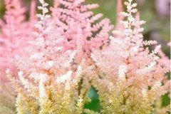 最流行的小众花，颜值高、气质佳，养1盆就上瘾!