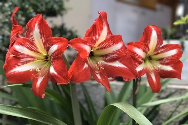 1个球切8块,丢土里就能冒芽,来年收获一大盆! 1个球切8块,丢土里就能冒芽,来年收获一大盆!