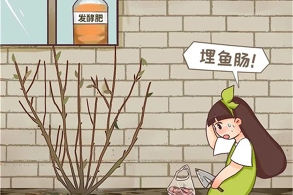 春天正施肥,氮磷钾肥别买了,自己在家就能做! 春天正施肥,氮磷钾肥别买了,自己在家就能做!