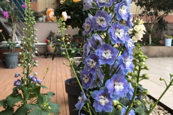 今年最火爆的花,1次开花1000朵,满盆挂满小灯笼! 今年最火爆的花,1次开花1000朵,满盆挂满小灯笼!