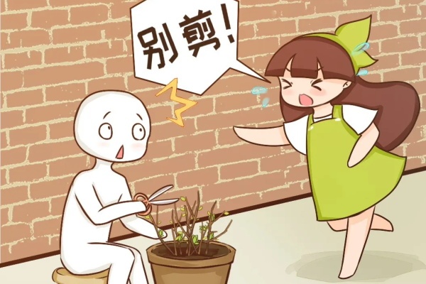 这花3月不能剪,小心再也不开花! 这花3月不能剪,小心再也不开花!