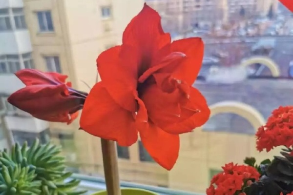 姐姐种的花,根上长个黑窟窿,难怪不开花! 姐姐种的花,根上长个黑窟窿,难怪不开花!
