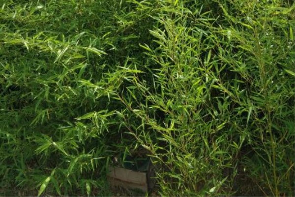 家里养了这花,日子节节高升,顺风又顺水! 家里养了这花,日子节节高升,顺风又顺水!