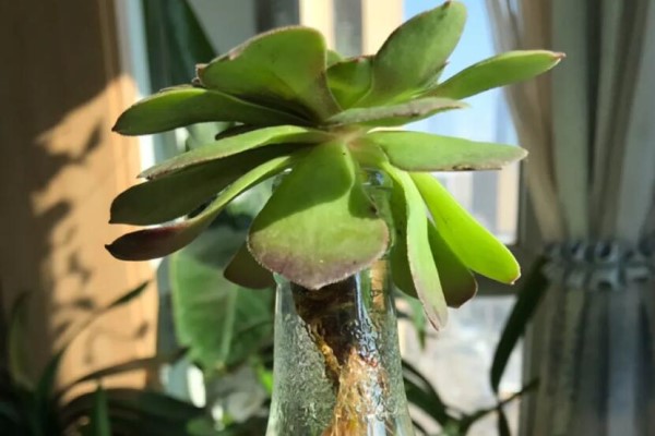 最难养的花,丢水里反而蹭蹭长,根系爆满瓶! 最难养的花,丢水里反而蹭蹭长,根系爆满瓶!