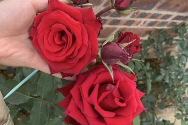 买了20年的大老桩,竟然不开花,气死了! 买了20年的大老桩,竟然不开花,气死了!