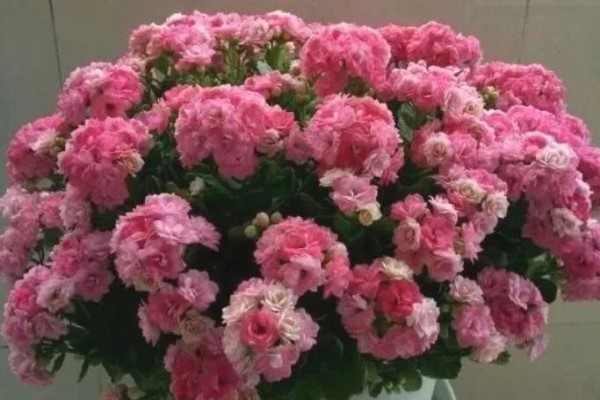 1棵长寿花,冒出124个花箭,开成大锅盖,咋养的? 1棵长寿花,冒出124个花箭,开成大锅盖,咋养的?