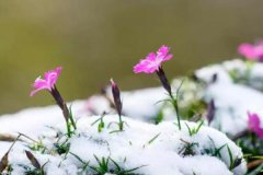 暖冬遇上倒春寒，花被大雪覆盖，咋办？