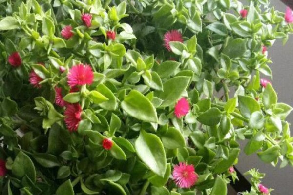 家里没菜了,我把这花炒了吃,老妈气得要打人! 家里没菜了,我把这花炒了吃,老妈气得要打人!