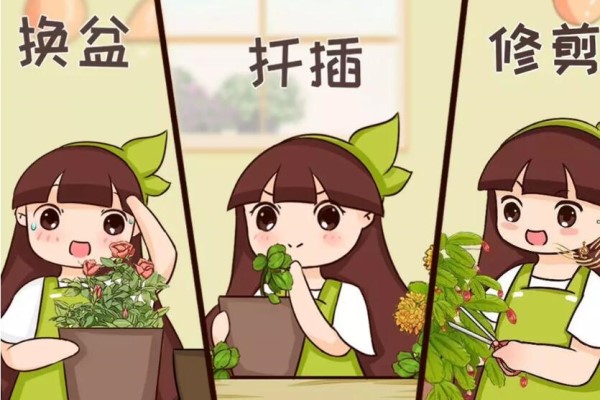 2月养花,修剪、扦插、换盆…必须做,否则黄叶招虫子! 2月养花,修剪、扦插、换盆…必须做,否则黄叶招虫子!