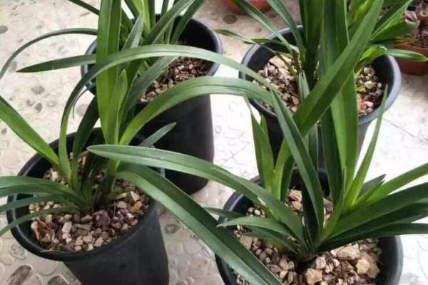 家里吃剩的果皮,拿来养花嗖嗖长,不黄叶、开花多! 家里吃剩的果皮,拿来养花嗖嗖长,不黄叶、开花多!