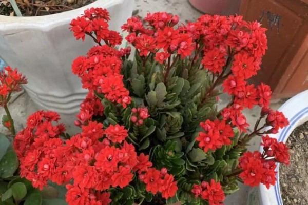 过完年,这花赶紧修剪、扦插,还能再开一茬! 过完年,这花赶紧修剪、扦插,还能再开一茬!