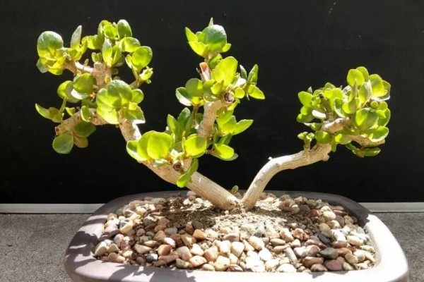 家里养这花,盆越小、花越多,大冬天呼呼开花! 家里养这花,盆越小、花越多,大冬天呼呼开花!