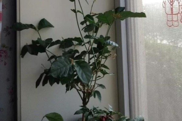 给花切个小口子,埋土里100%生根,根本不用扦插! 给花切个小口子,埋土里100%生根,根本不用扦插!