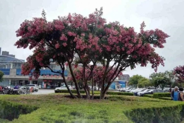 千万别养这种花,管不住,自己容易长腿跑了! 千万别养这种花,管不住,自己容易长腿跑了!