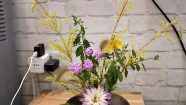 路边野草拽一把,插在瓶里,全家人都喜欢! 路边野草拽一把,插在瓶里,全家人都喜欢!