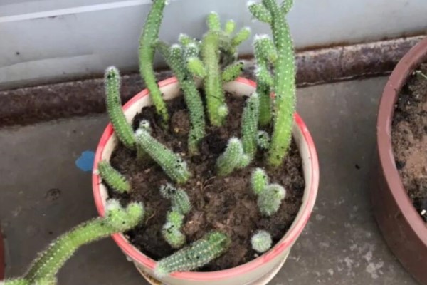 土里浇点它,小飞虫全死光,叶子绿得滴油! 土里浇点它,小飞虫全死光,叶子绿得滴油!