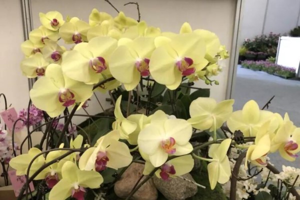 爷爷养了一盆“蝴蝶花”,一根枝上开出百朵花,谁见了都直夸! 爷爷养了一盆“蝴蝶花”,一根枝上开出百朵花,谁见了都直夸!