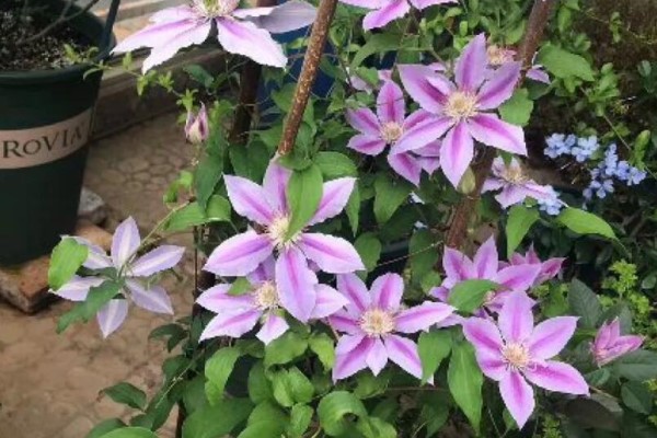 家里养盆它,1年能爬2米高,开出一面大花墙! 家里养盆它,1年能爬2米高,开出一面大花墙!