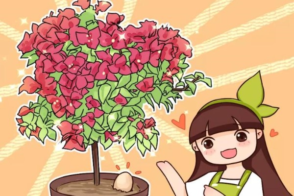 鸡蛋戳个洞,埋盆里1年不用施肥,三角梅疯狂开花! 鸡蛋戳个洞,埋盆里1年不用施肥,三角梅疯狂开花!