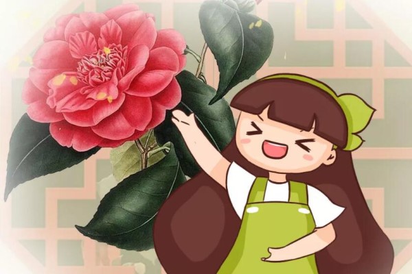 这4种花要开了,千万别挪地儿,不然花苞哗哗掉! 这4种花要开了,千万别挪地儿,不然花苞哗哗掉!