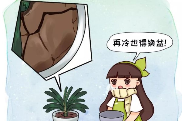 土硬的抠不动,再冷也得换盆,否则花活不过冬天! 土硬的抠不动,再冷也得换盆,否则花活不过冬天!