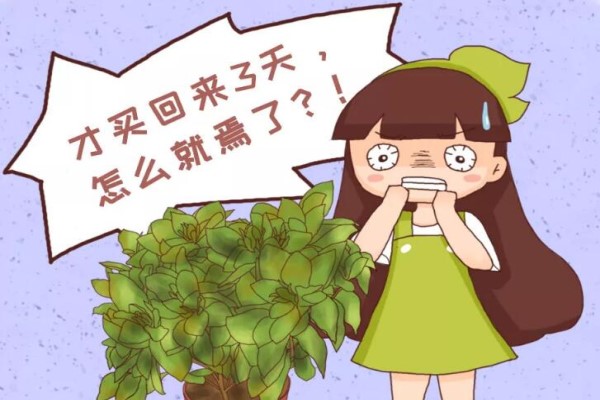 12月逛花市,千万别买这花,养不活还浪费钱! 12月逛花市,千万别买这花,养不活还浪费钱!