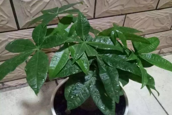 水里兑点它,不招虫、不黄叶,叶子绿得直滴油! 水里兑点它,不招虫、不黄叶,叶子绿得直滴油!