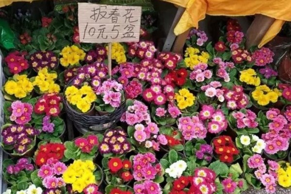 耐半阴的小草花,从冬一直开到春,花市10元5盆! 耐半阴的小草花,从冬一直开到春,花市10元5盆!