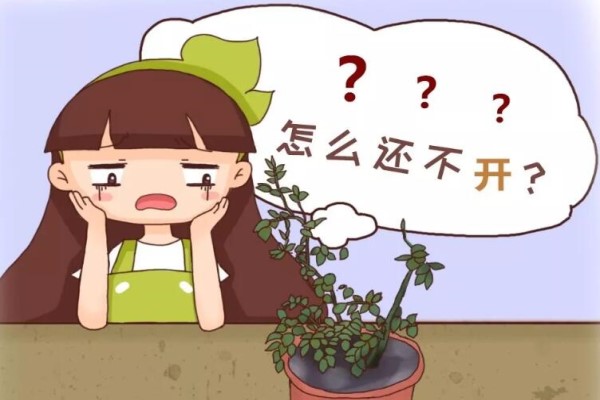室内光照差,千万别养这6种花,养再久也不开花! 室内光照差,千万别养这6种花,养再久也不开花!