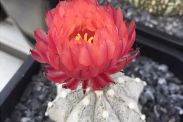 平时没人要的花,竟然开出5朵超大花,邻居全都抢着要! 平时没人要的花,竟然开出5朵超大花,邻居全都抢着要!