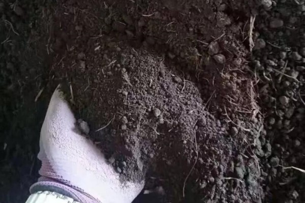 土里掺点它,3年不用换盆,花照样年年开! 土里掺点它,3年不用换盆,花照样年年开!