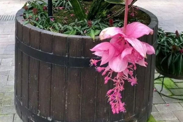 这花冻一冻,春节正好开花,放在客厅有面子! 这花冻一冻,春节正好开花,放在客厅有面子!