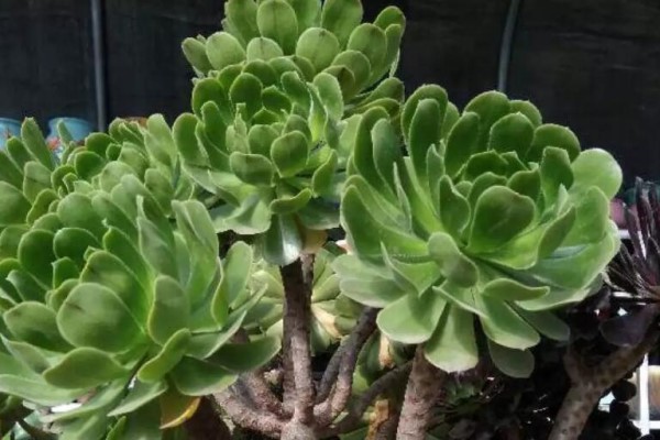 几块钱的小苗,邻居1年养成老桩,给1000块都不卖! 几块钱的小苗,邻居1年养成老桩,给1000块都不卖!