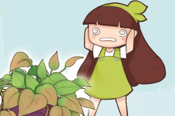 花一黄叶就爱死,早治能救活,晚了全死光! 花一黄叶就爱死,早治能救活,晚了全死光!