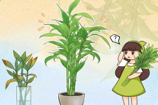 这花10块钱买一把,拿回家2天死翘翘了,真愁人! 这花10块钱买一把,拿回家2天死翘翘了,真愁人!