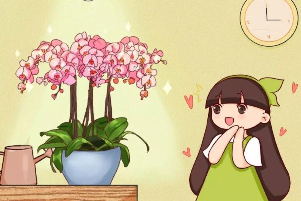 冬天养盆“吉祥兰”,富贵又大气,开花满屋子飘香! 冬天养盆“吉祥兰”,富贵又大气,开花满屋子飘香!