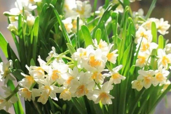 这花冻一冻,立马发芽开花,满屋子都是香味! 这花冻一冻,立马发芽开花,满屋子都是香味!