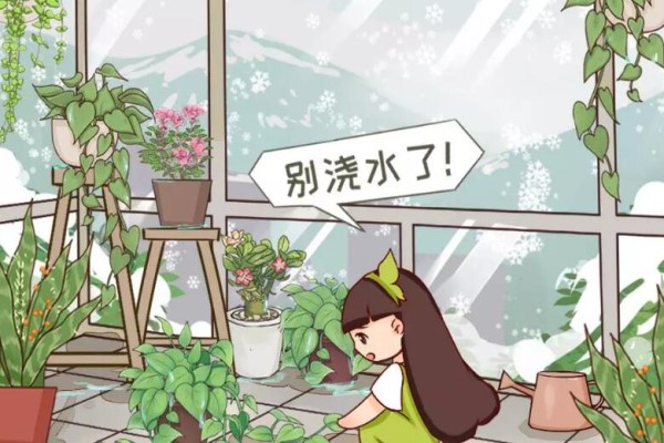 低于10度,这花要赶紧断水,否则绝对冻死! 低于10度,这花要赶紧断水,否则绝对冻死!