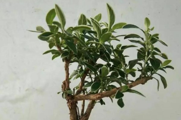 张大爷把花拽一拽,1个月长出人参根,邻居给1万块都不卖! 张大爷把花拽一拽,1个月长出人参根,邻居给1万块都不卖!