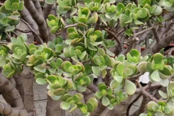 能活80年的花,养1盆能当传家宝,赚大发了! 能活80年的花,养1盆能当传家宝,赚大发了!